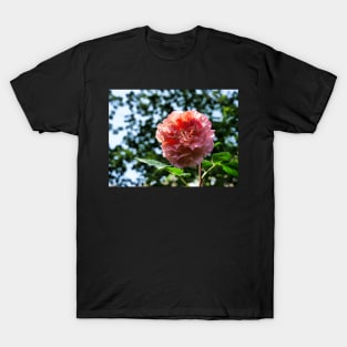 Pink Rose with bokeh T-Shirt